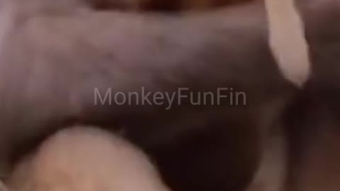 Mother Monkey have A Fun with Kid