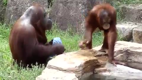 Orangutan acting like a human