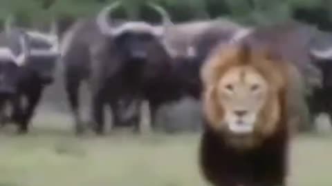 Buffalo kill lion to save his life #shorts #lionvsbuffalo