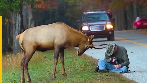 😮Angry Bull elk Attacks A Photographer😮Cheers for his stability!!