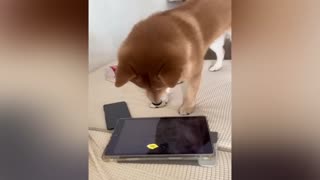 Funniest Animals 2024 😂 Funny Cats and Dogs 🐱🐶 | Funny Animal Videos