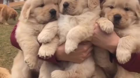 Cute baby animals Videos Compilation cutest moment of the animals - 🐶 Cutest Puppies #12