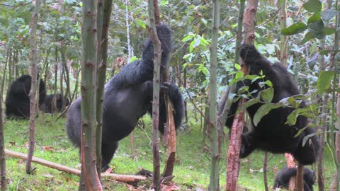 How amazing how Mountain Gorillas get high after eating eucalyptus trees Sap in Rwanda Africa