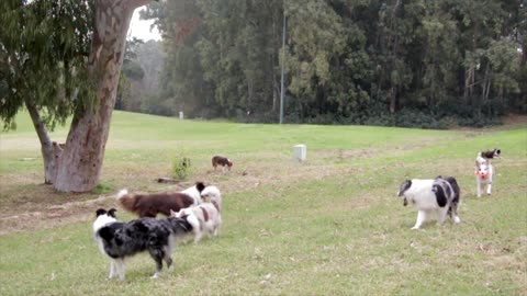 Dogs playing in the wild