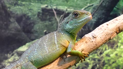 Lizard Water Dragon