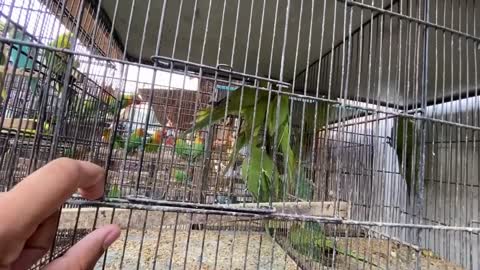 My Green Parrotp4