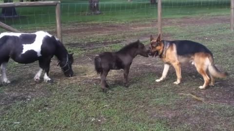 Dog and horses playing together Compilation