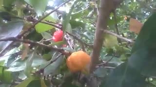 A surinam cherry tree, there is a fruit ripe, another ripening and a green one [Nature & Animals]