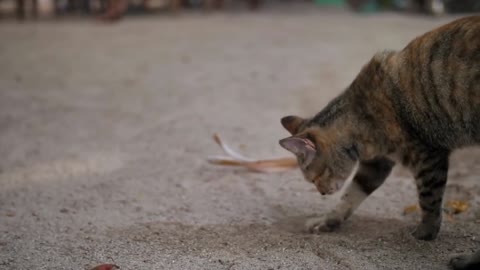 Baño para gatos, lo que debes saber