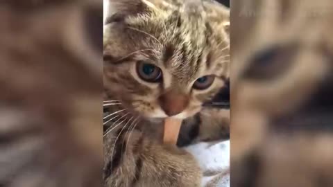 Funniest Cats And Dogs Videos 😻🐶 - Best Funny Animal Videos Of The 2021