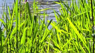 I walked up to a swan and a duck / beautiful water birds.