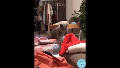 Funny Animals / Funny / Cat and Dog / Animals Funny / # 02