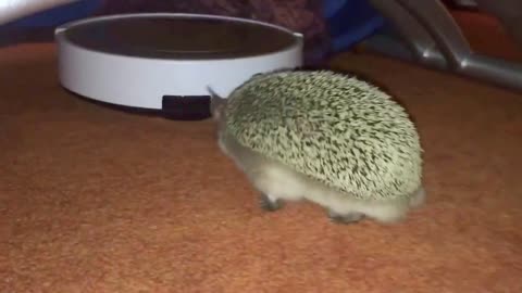 Hedgehog takes on robot vacuum