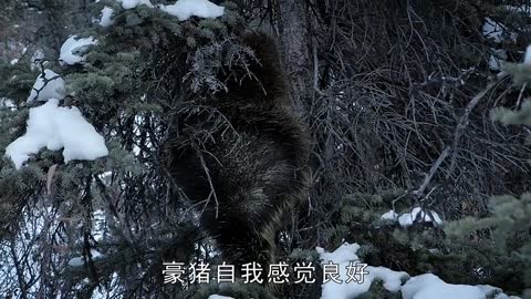 Episode d133: Fat and thin porcupine #life below zero #documentary