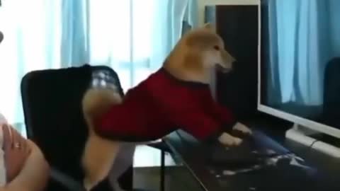 FUNNY DOG PLAYING CUMPUTER GAMES