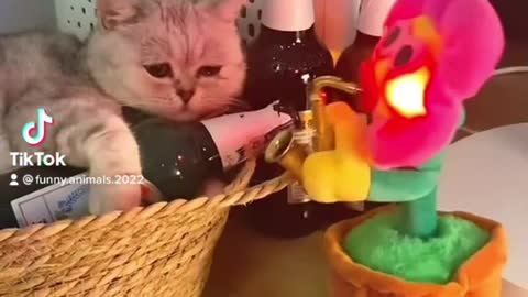 cats | cat | funny videos | funny cats | pets