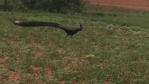 Beautiful Peacock walking in forest