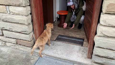 Abandoned Puppy Followed Us Home And We Let Him In