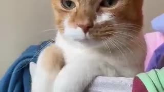 Kitten ATTACKS Criminal Scum!