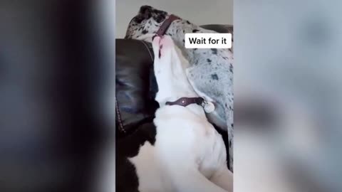 This dog just wants a cuddle but didn't see it coming