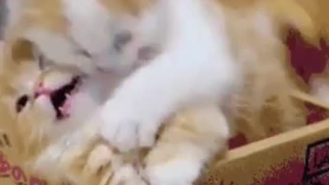 Funny cats