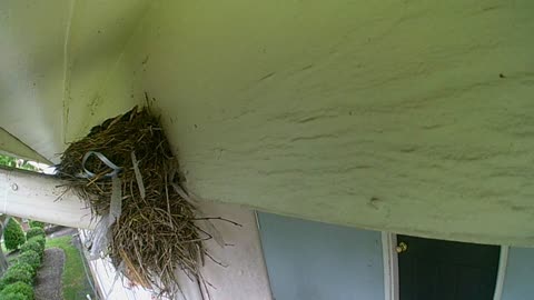 3 Baby Birds In A Nest Part 1