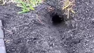 Blowing Up Gopher Holes