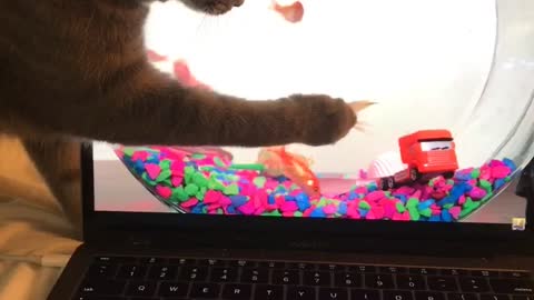 Cat Tries To Catch Goldfish On Laptop Screen