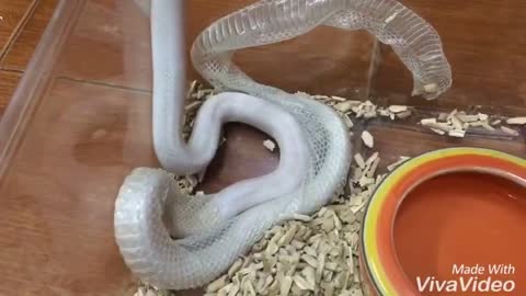 Blizzard Corn Snake Sheds Skin