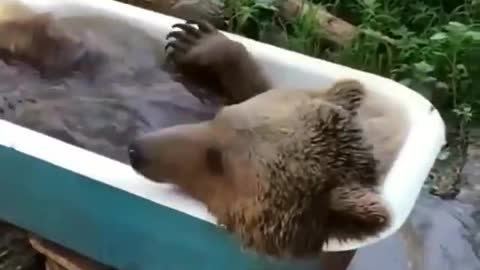 Bear bathes in the bathroom