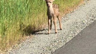 This Man Saw A Mama Deer And Fawns On The Highway And They Were Really Cute And Playful