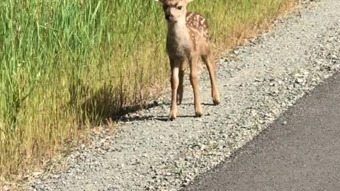 This Man Saw A Mama Deer And Fawns On The Highway And They Were Really Cute And Playful