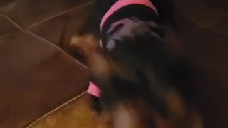 Yorkie Puppy Attacks his Dad