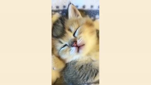 funny cats,funniest cats 😹 don't stop laughter 😹CUTE ANİMALS