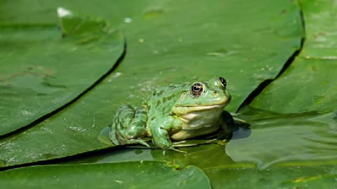 10 Minute Meditation Video - Birds and Frogs singing