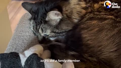 Cat Who Loves Stuffed Animals Finally Gets a Real Sibling | The Dodo