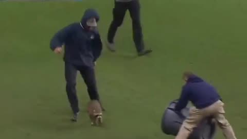 In Philadelphia, a football match was interrupted because of a raccoon that was