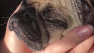 Cute pug enjoys flappy ear massage