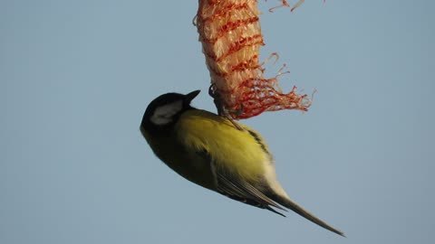 This bird eats in a funny way