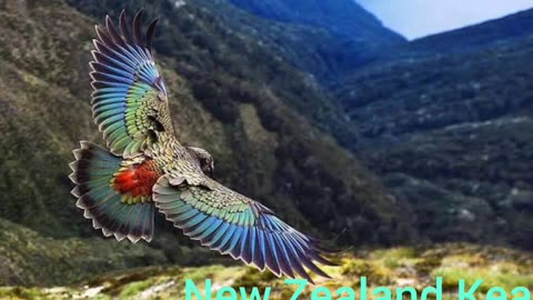 What is the name of the world only mountain parrot?