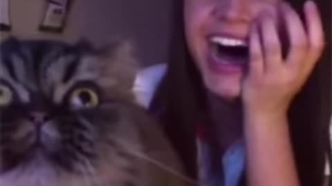 Cat singing