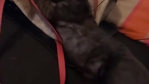 Lucky Pucky Kitten loves my bag