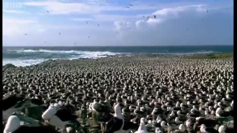 World's Largest Albatross Colony | Blue Planet | BBC Earth