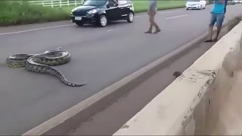 Giant anaconda cross the street