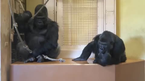 Excited Silverback Gorilla Asks A Female To Mate ❤️