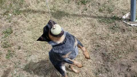 Blue Heeler Tetherball