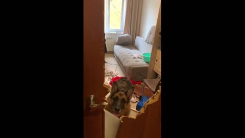 Naughty German Shepherd chews massive hole in door