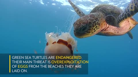 See a Sea Turtle Devour a Jellyfish Like Spaghetti _ National Geographic