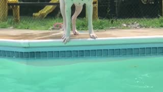The swimming boxer pup