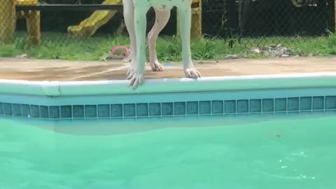The swimming boxer pup